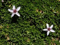 Arenaria purpurascens 5, Saxifraga-Ed Stikvoort : Espinama - Fuente Dé - Regugio de Aliva s9900