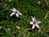 Arenaria purpurascens 7, Saxifraga-Ed Stikvoort : Espinama - Fuente Dé - Regugio de Aliva s9900