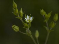 Arenaria serpyllifolia 1, Gewone Zandmuur, Saxifraga-Jan van der Straaten