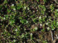 Arenaria serpyllifolia 11, Gewone zandmuur, Saxifraga-Ed Stikvoort