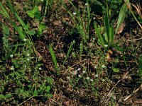 Arenaria serpyllifolia 12, Gewone zandmuur, Saxifraga-Hans Boll