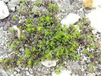 Arenaria serpyllifolia 8, Gewone zandmuur, Saxifraga-Rutger Barendse