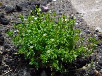 Arenaria serpyllifolia 9, Gewone zandmuur, Saxifraga-Ed Stikvoort