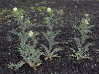 Argemone ochroleuca 10, Saxifraga-Ed Stikvoort