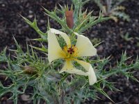 Argemone ochroleuca 11, Saxifraga-Ed Stikvoort
