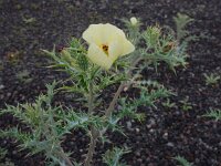 Argemone ochroleuca 12, Saxifraga-Ed Stikvoort