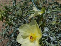 Argemone ochroleuca 2, Saxifraga-Rutger Barendse