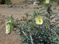 Argemone ochroleuca 3, Saxifraga-Rutger Barendse