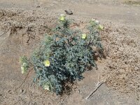 Argemone ochroleuca 4, Saxifraga-Rutger Barendse