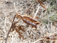 Argemone ochroleuca 5, Saxifraga-Rutger Barendse