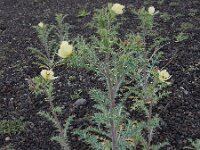 Argemone ochroleuca 6, Saxifraga-Ed Stikvoort