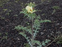 Argemone ochroleuca 8, Saxifraga-Ed Stikvoort