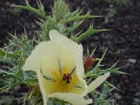 Argemone ochroleuca 9, Saxifraga-Ed Stikvoort