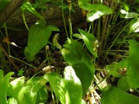 Arisarum simorrhinum 10, Saxifraga-Michiel Drok