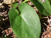 Arisarum vulgare ssp simorrhinum 29, Saxifraga-Sonja Bouwman