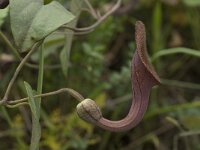 Aristolochia baetica 10, Saxifraga-Willem van Kruijsbergen