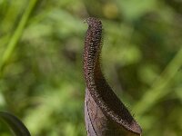 Aristolochia baetica 11, Saxifraga-Willem van Kruijsbergen