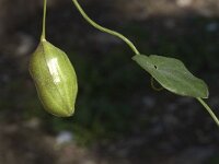 Aristolochia baetica 12, Saxifraga-Willem van Kruijsbergen