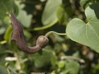 Aristolochia baetica 13, Saxifraga-Jan van der Straaten