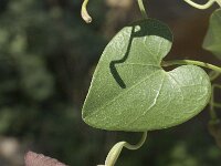 Aristolochia baetica 14, Saxifraga-Jan van der Straaten