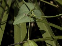Aristolochia baetica 15, Saxifraga-Willem van Kruijsbergen