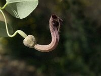 Aristolochia baetica 16, Saxifraga-Jan van der Straaten