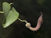 Aristolochia baetica 17, Saxifraga-Willem van Kruijsbergen