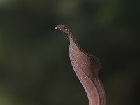Aristolochia baetica 18, Saxifraga-Willem van Kruijsbergen