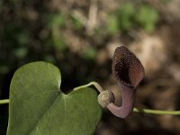 Aristolochia baetica 19, Saxifraga-Willem van Kruijsbergen