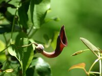Aristolochia baetica 2, Saxifraga-Dirk Hilbers