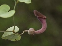Aristolochia baetica 21, Saxifraga-Willem van Kruijsbergen