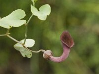 Aristolochia baetica 22, Saxifraga-Jan van der Straaten