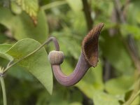 Aristolochia baetica 23, Saxifraga-Jan van der Straaten