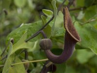 Aristolochia baetica 24, Saxifraga-Willem van Kruijsbergen