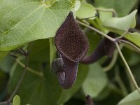 Aristolochia baetica 25, Saxifraga-Willem van Kruijsbergen