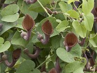 Aristolochia baetica 26, Saxifraga-Jan van der Straaten