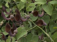 Aristolochia baetica 27, Saxifraga-Willem van Kruijsbergen