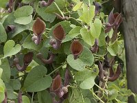 Aristolochia baetica 28, Saxifraga-Jan van der Straaten