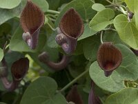 Aristolochia baetica 29, Saxifraga-Willem van Kruijsbergen
