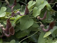 Aristolochia baetica 30, Saxifraga-Willem van Kruijsbergen