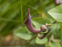 Aristolochia baetica 31, Saxifraga-Jan van der Straaten