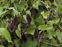 Aristolochia baetica 32, Saxifraga-Willem van Kruijsbergen