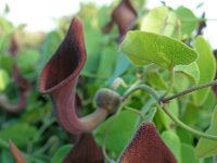 Aristolochia baetica 33 Saxifraga-Ed Stikvoort