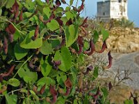 Aristolochia baetica 34, Saxifraga-Ed Stikvoort