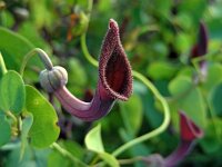 Aristolochia baetica 35, Saxifraga-Ed Stikvoort