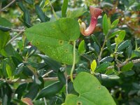 Aristolochia baetica 37, Saxifraga-Ed Stikvoort