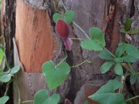 Aristolochia baetica 38, Saxifraga-Ed Stikvoort