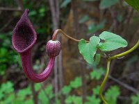 Aristolochia baetica 39, Saxifraga-Ed Stikvoort