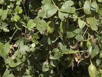 Aristolochia baetica 4, Saxifraga-Jan van der Straaten