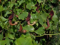 Aristolochia baetica 40, Saxifraga-Ed Stikvoort
